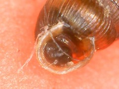 Truncatellina callicratis