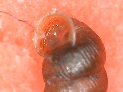 Truncatellina callicratis