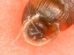 Truncatellina callicratis