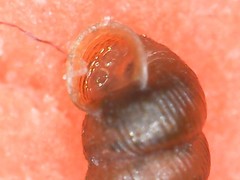 Truncatellina callicratis