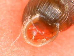 Truncatellina callicratis