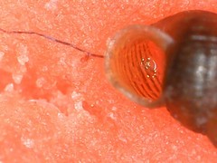 Truncatellina callicratis