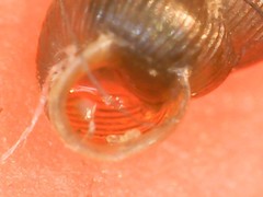 Truncatellina callicratis