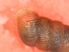 Truncatellina callicratis