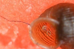 Truncatellina callicratis