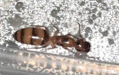 Colobopsis macrocephala