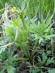 Ranunculus pensylvanicus