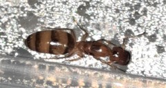 Colobopsis macrocephala