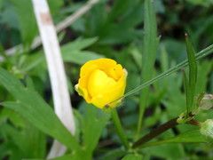 Ranunculus pensylvanicus