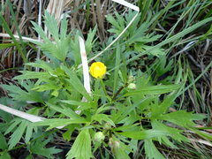 Ranunculus pensylvanicus