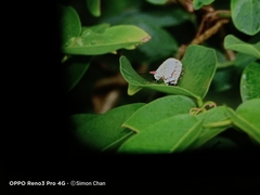 Ideopsis vulgaris