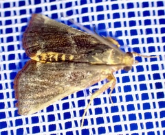Pithyllis metachryseis