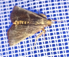 Pithyllis metachryseis