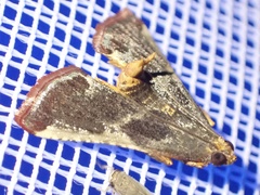 Pithyllis metachryseis