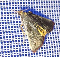 Pithyllis metachryseis