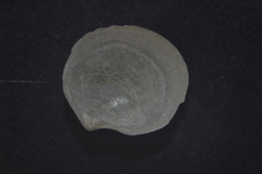 Lucinella divaricata