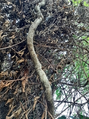 Callicarpa formosana