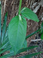 Callicarpa formosana