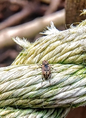 Habrissus