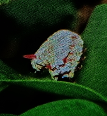 Ideopsis vulgaris