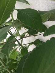 Cladomorphus phyllinus