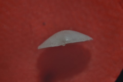 Lucinella divaricata