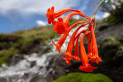 Cyrtanthus epiphyticus