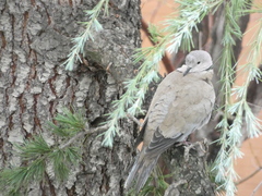 Streptopelia decaocto