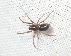 Microlinyphia mandibulata