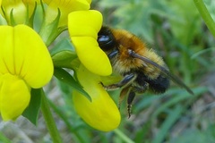 Megachile nigriventris