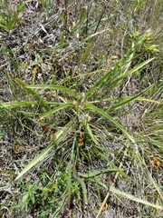 Tradescantia tharpii