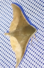Plegapteryx anomalus