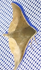 Plegapteryx anomalus