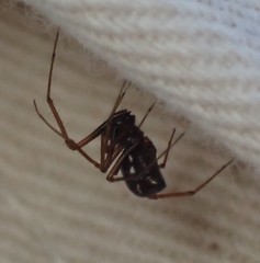 Microlinyphia mandibulata