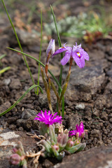 Moraea alpina
