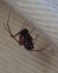 Microlinyphia mandibulata