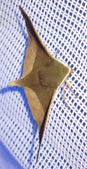 Plegapteryx anomalus