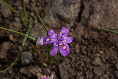 Moraea alpina