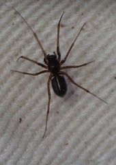 Microlinyphia mandibulata