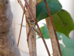 Argiope minuta
