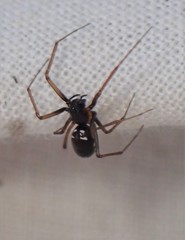 Microlinyphia mandibulata