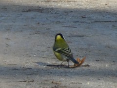 Parus major