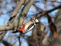 Dendrocopos major