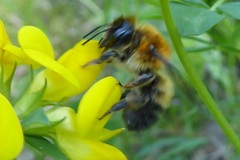 Megachile nigriventris