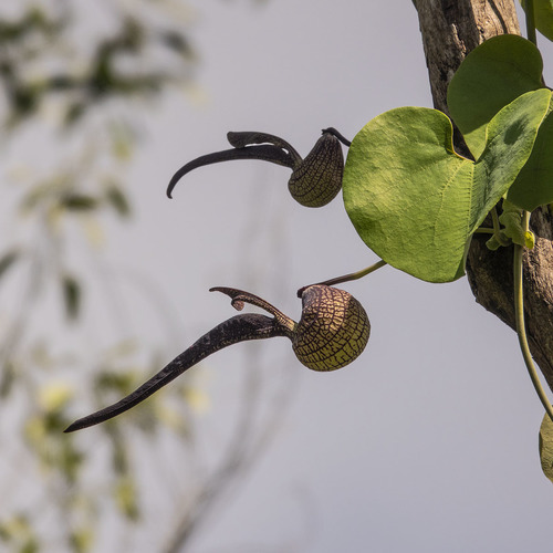 Aristolochia ringens