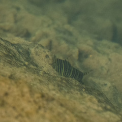 Botia striata