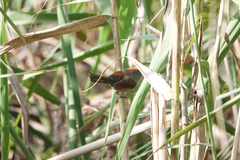 Sinosuthora alphonsiana