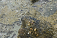 Neritoidea