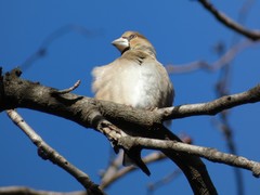 Coccothraustes coccothraustes