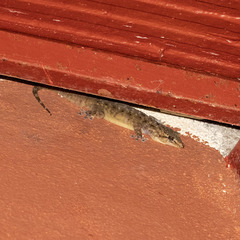 Hemidactylus brookii